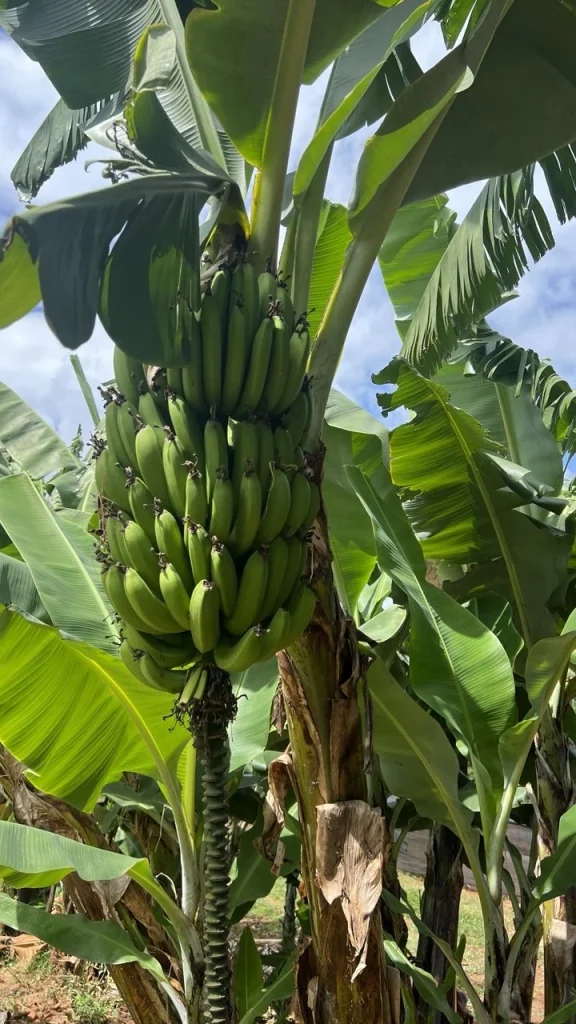 Banana plants used for shade and intercropping on the coffee farm