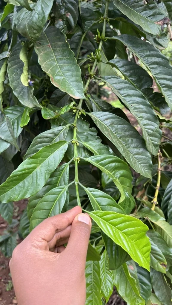 Inspecting coffee leaves for plant health