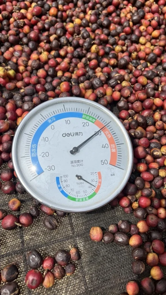 Thermo-hygrometer monitoring drying coffee cherries