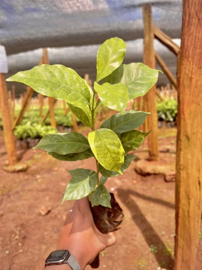 Hand holding a young coffee seedling