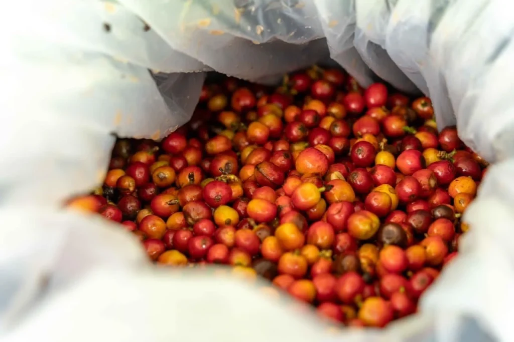 Freshly harvested ripe red coffee cherries