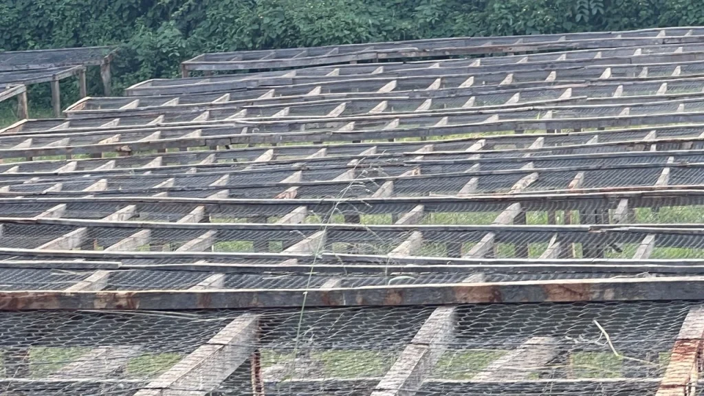 Rows of raised coffee drying beds