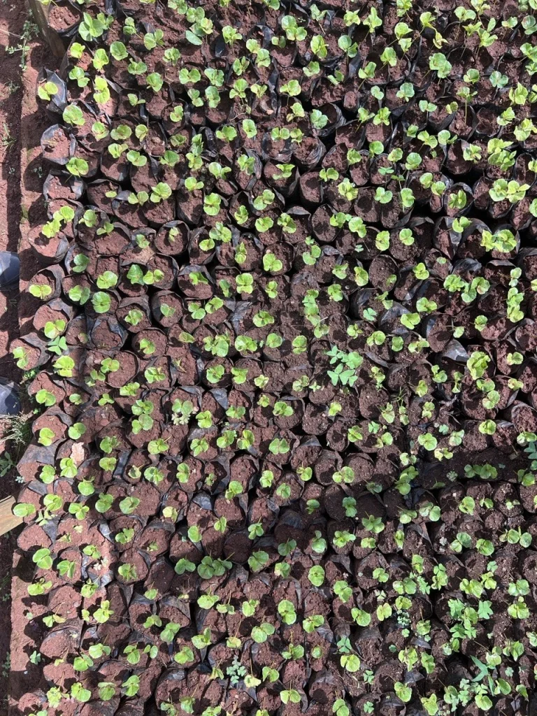 Germinating coffee seedlings from above