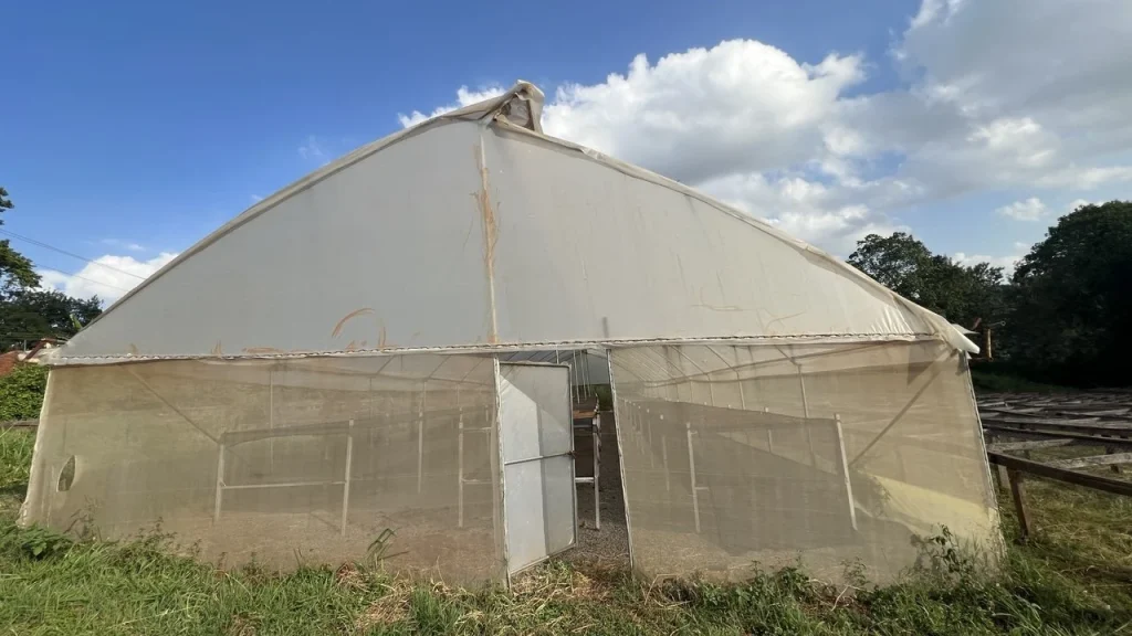 Solar drying greenhouse for coffee