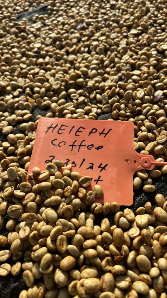 Heleph Coffee 2023/24 harvest lot tag on parchment