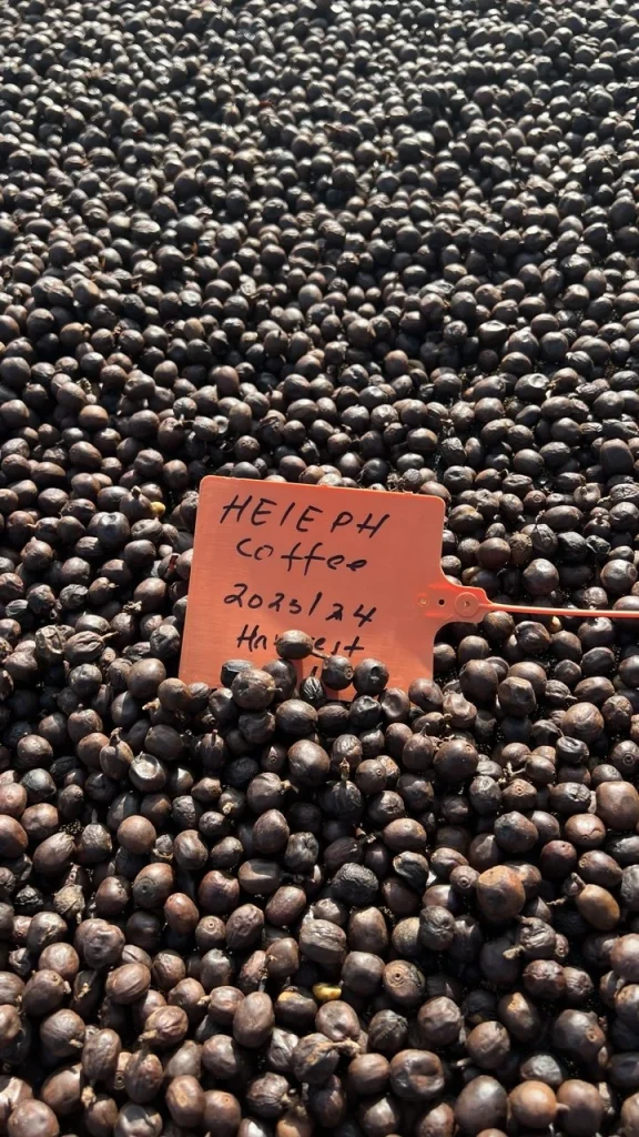 Heleph harvest tag on dried natural coffee