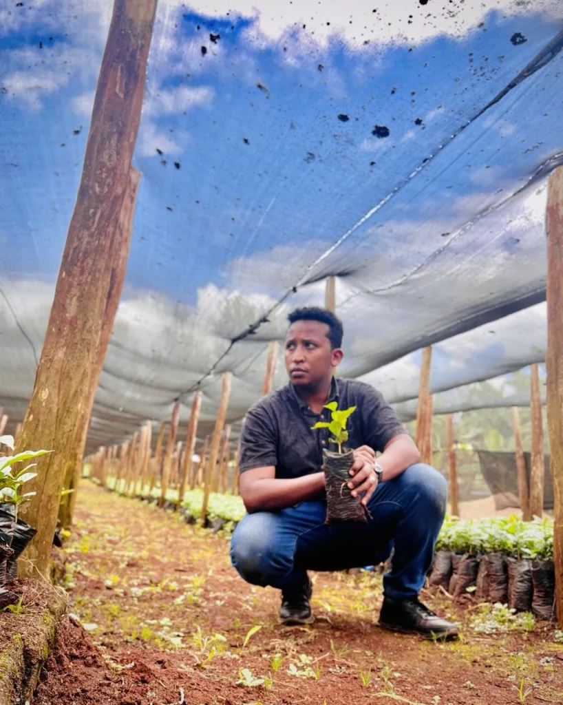 Researcher holding a coffee seedling in the nursery