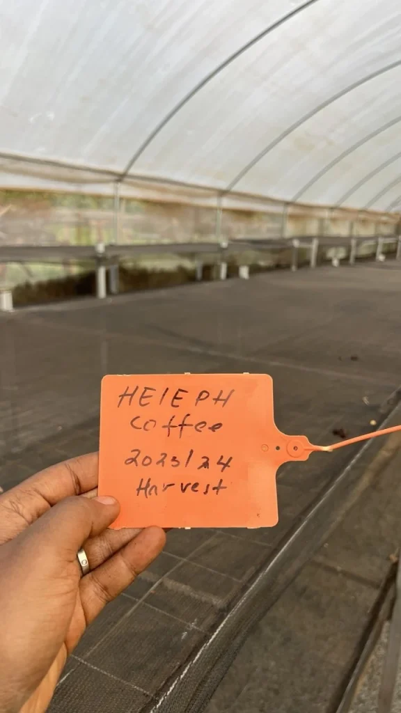 Heleph 2023/24 harvest tag inside the drying greenhouse