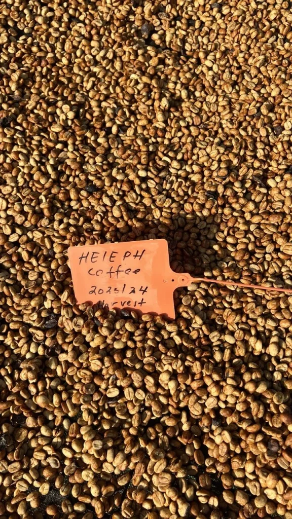 Traceability tag on drying coffee parchment