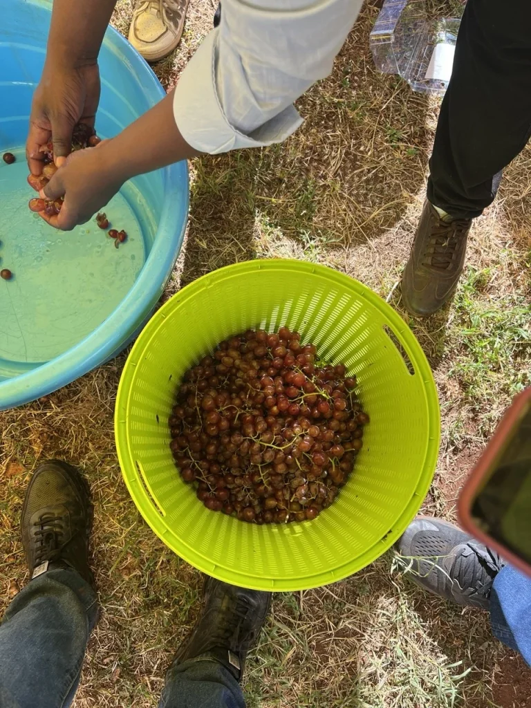 Hand-sorting coffee cherries