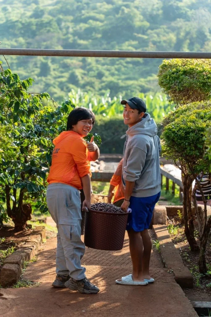Workers carrying a basket of coffee cherries