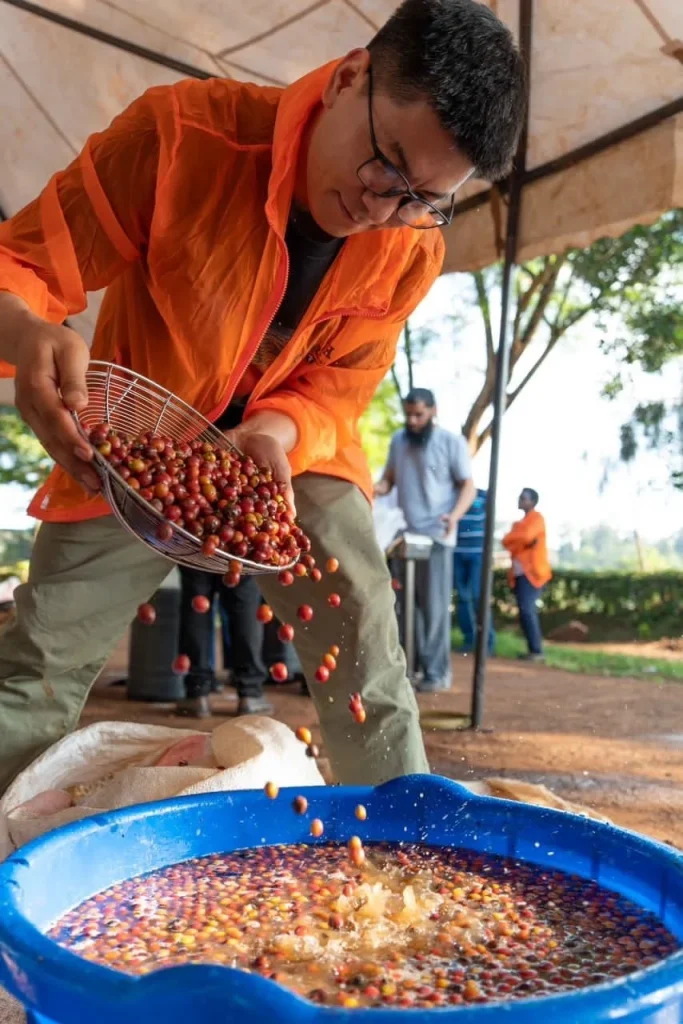 Pouring coffee cherries into water for flotation sorting