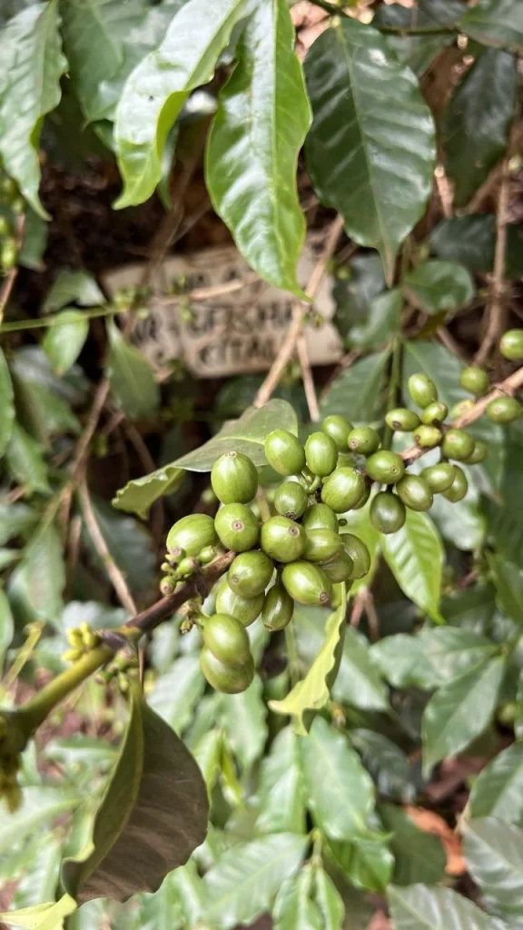 Tagged coffee branch with green cherries for variety tracking