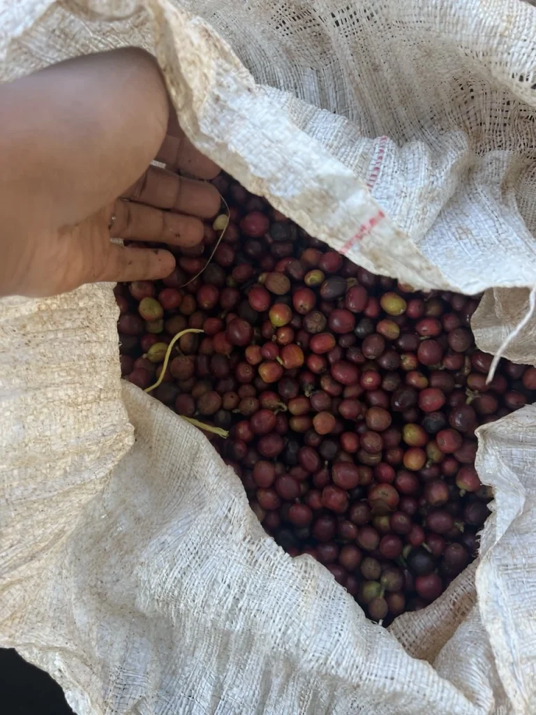 Sack of ripe harvested coffee cherries