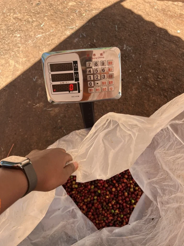 Weighing coffee cherries on a digital scale