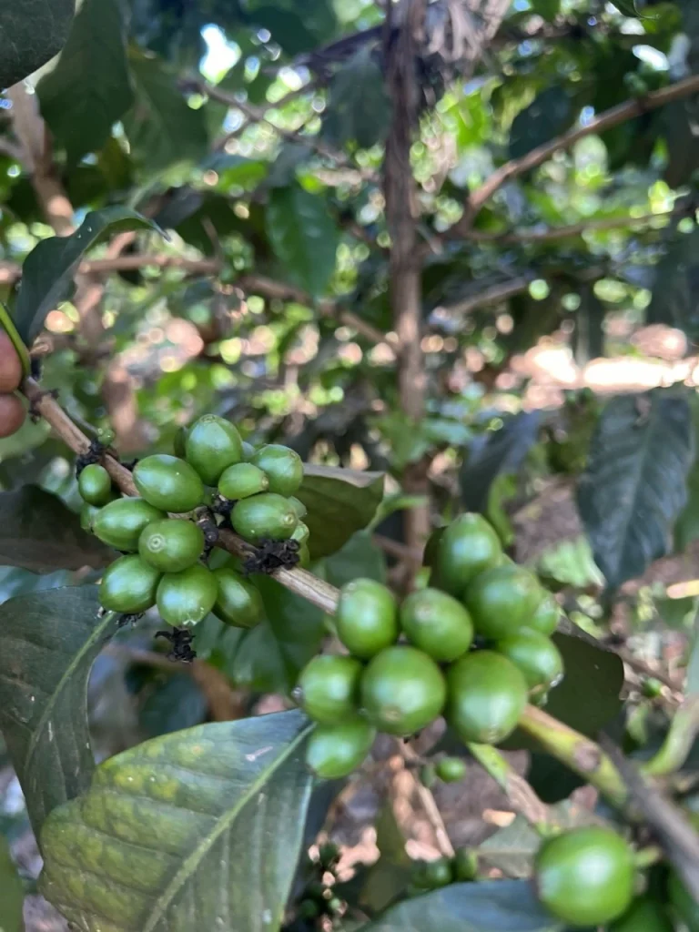 Green coffee cherries ripening on the branch