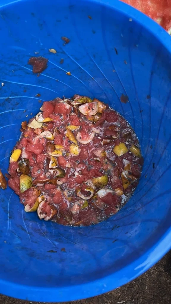 Coffee cherry pulp after pulping