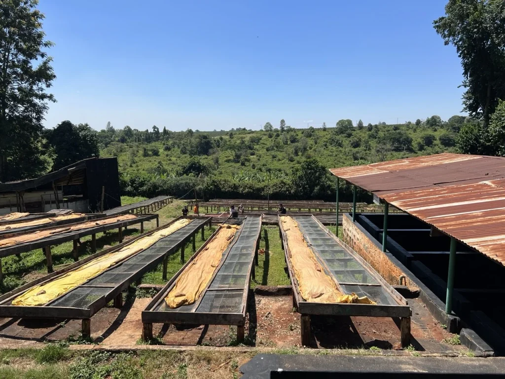 Coffee parchment drying on raised beds with farm landscape