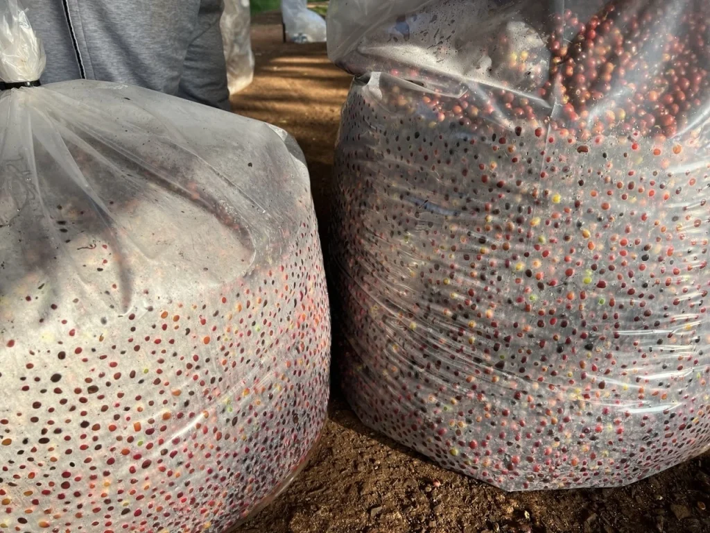 Bags of harvested coffee cherries