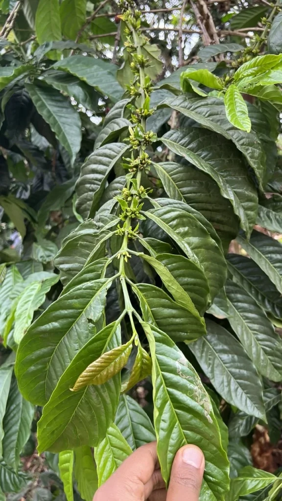 Coffee branch new growth and leaves