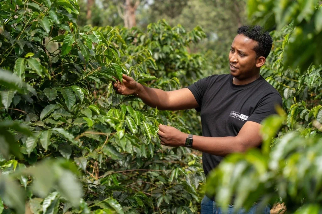 Heleph agronomist inspecting coffee plants