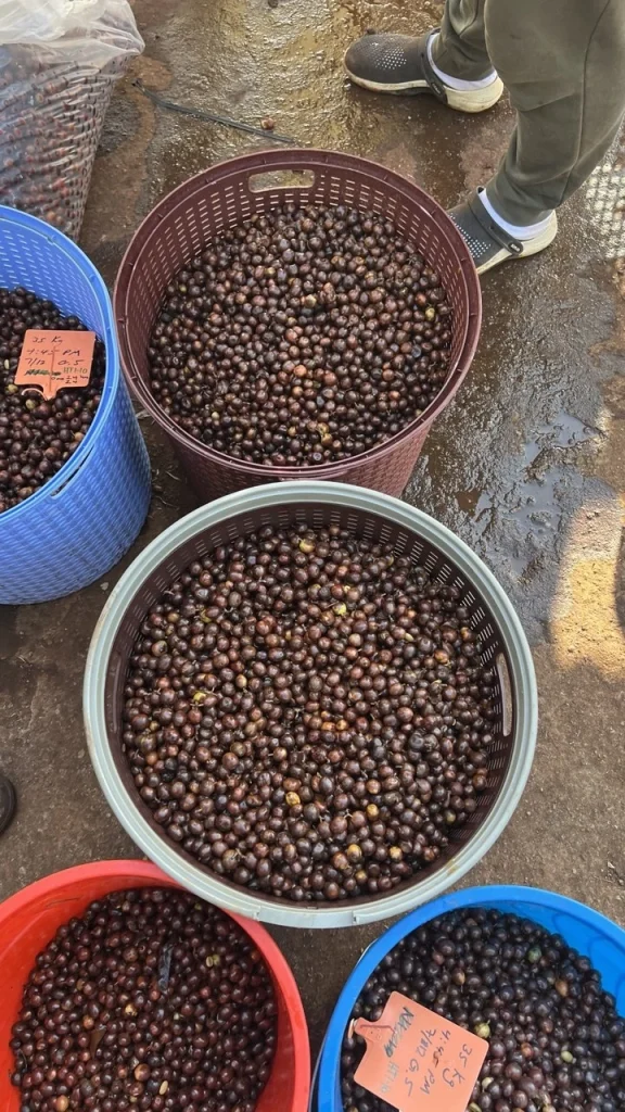 Buckets of dried coffee sample lots