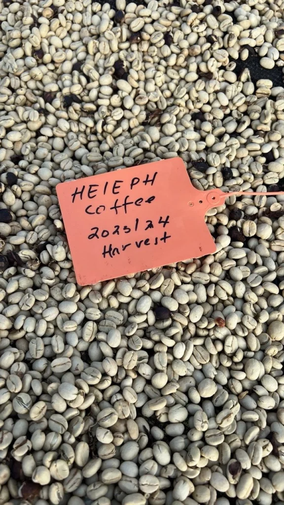 Heleph harvest lot tag on washed parchment