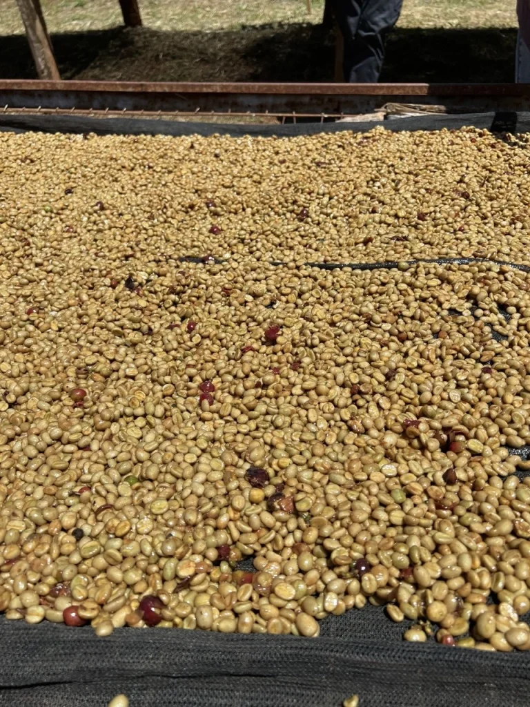 Coffee parchment drying close-up