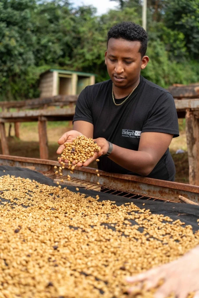 Heleph team member inspecting drying parchment