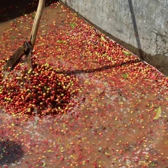 Yirgacheffe-aricha-washed